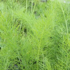 Venkel 'Fino' | Foeniculum vulgare | BIO | Veenvrij