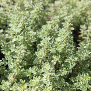 Citroentijm Silver Sensation | Thymus citriodorus | BIO