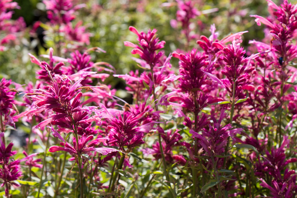 Agastache 'Rosie Posie' | 0,7 Liter pot P9 | BIO | Roze Dropplant, Anijsnetel | Biologisch geteeld - Afbeelding 5