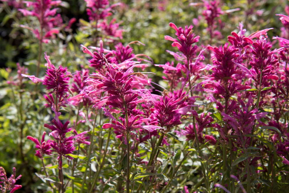 Agastache 'Rosie Posie' | 0,7 Liter pot P9 | BIO | Roze Dropplant, Anijsnetel | Biologisch geteeld - Afbeelding 4