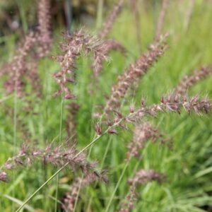 Lampenpoetsersgras 'Flamingo' | Pennisetum orientale | BIO