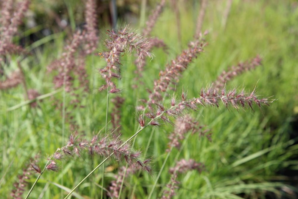 Lampenpoetsersgras 'Flamingo' | Pennisetum orientale | BIO