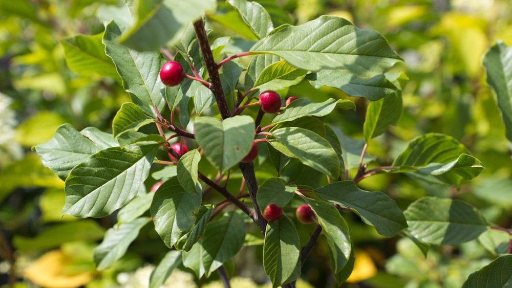 Gewone lijsterbes | Sorbus aucuparia | Chemievrij | Veenvrij